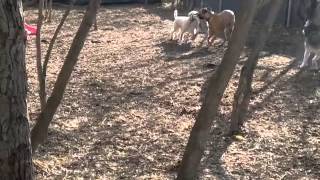 Ruby's 1st week @ The Urban Bark Park