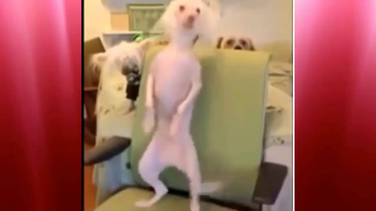 Vine Compilation Top girl dance prank video