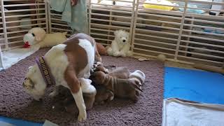 Akc Staffordshire Bull Terriers Reunion With Mom After A Day Away