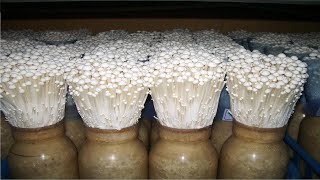 Asian Golden Needles Mushroom Farming Technology  Beautiful Mushroom Cultivation Farm and Processing