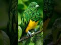 Masteran Pancingan Suara Burung Kapas Tembak Ngerol Burung Yang Lain Pasti Langsung Nyaut Mp3 - Mp4 Download