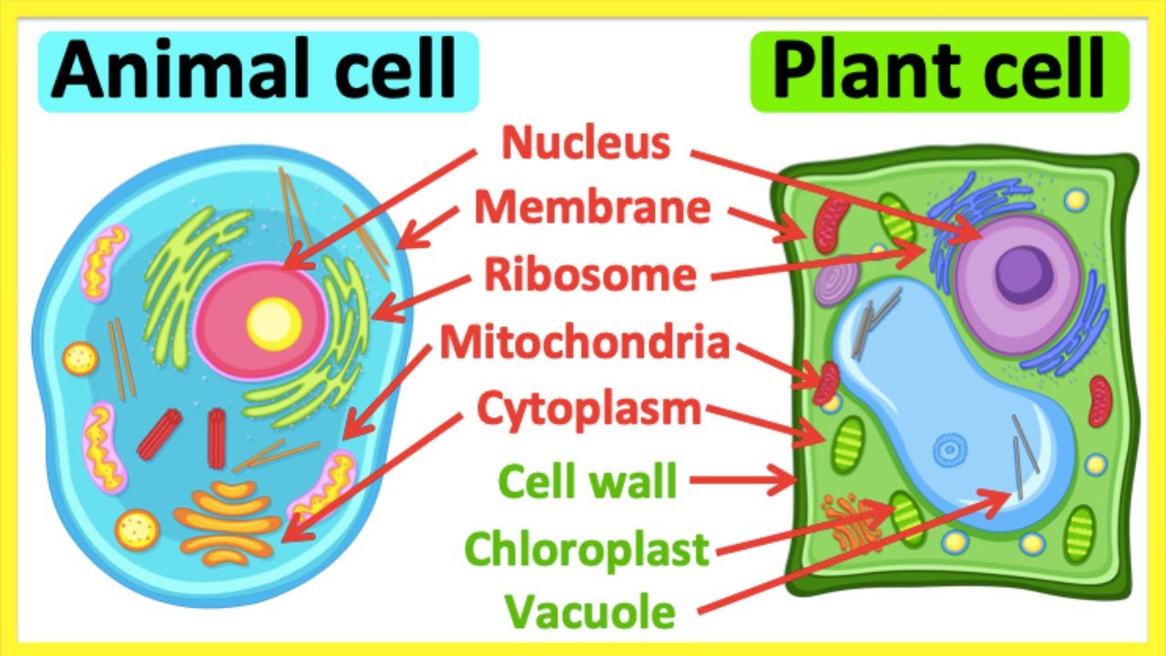 Animal cells vs plant cells | What's the difference? | Anatomy & function -  YouTube