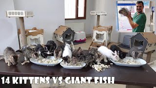 We caught and cooked a giant fish for the 14 kittens we rescued. Before, After