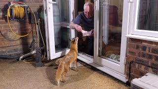 Friendly wild urban fox comes to visit by Steve Downer - Wildlife Cameraman 1,151,008 views 1 year ago 3 minutes, 28 seconds