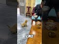 🐶🥺 Tiny Dog, BIG Hero Moment — You Won’t Believe This.#animals #shorts