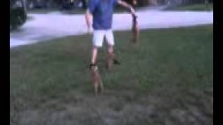 Testing Grip On Donovan Pinscher Pup