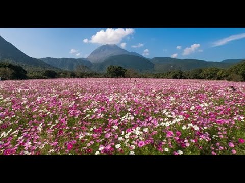 Shimabara Hibaruyama Flower Park No.1 live cam preview