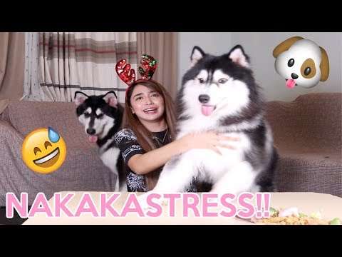 Video: Anjing Husky Alaska Trah Hypoallergenic, Kesehatan Dan Masa Hidup