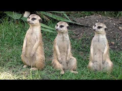 Math (feat. Meerkats) - Brilliant.org