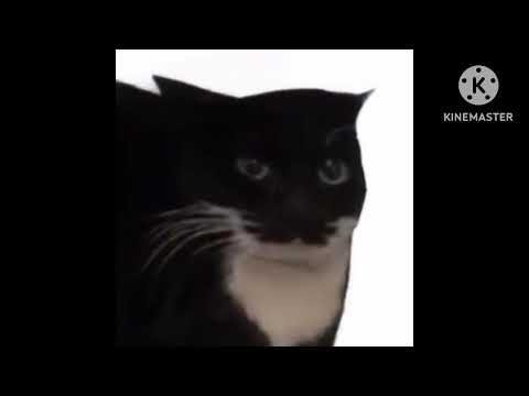 Preview 2 Maxwell The Cat Deepfake V2