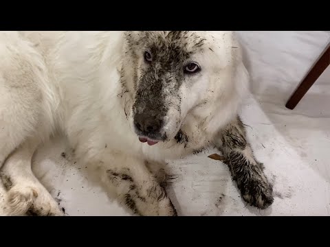 ルンルン3日前のシャンプーを無かった事にする　Great Pyrenees　グレートピレニーズ