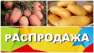 Снижаем цены на семенной картофель!