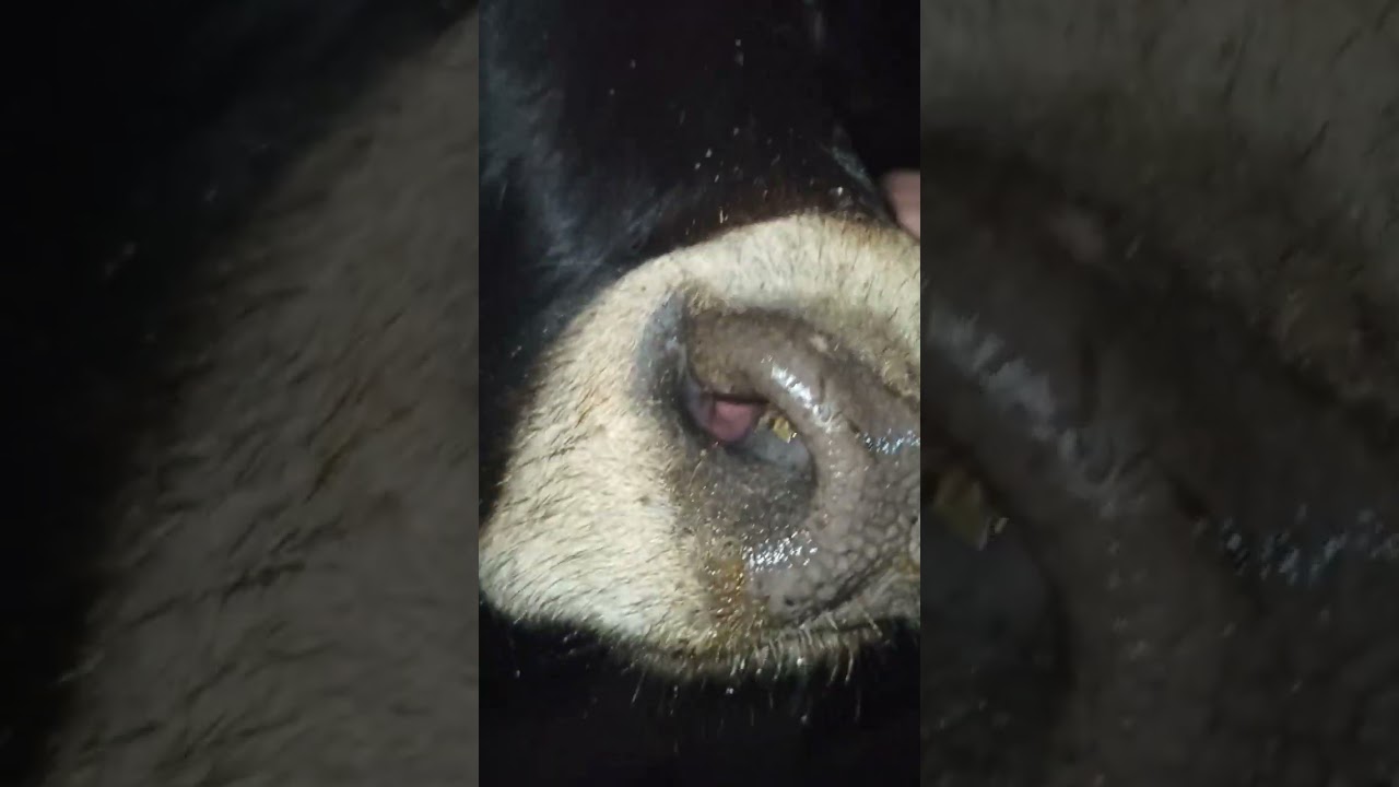 Быку скоро месяц