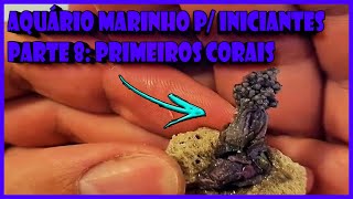 AQUÁRIO MARINHO PARA INICIANTES (PRIMEIROS CORAIS - PARTE 8) screenshot 4
