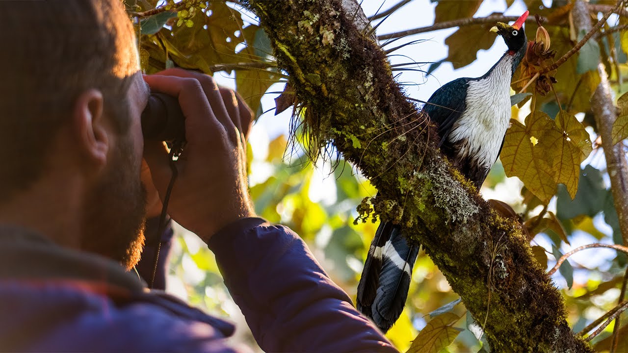 Cloud Forest Enigmas (Horned Guan, Guatemala) | 