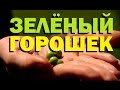 Галилео. Зеленый горошек 🍱 Green peas