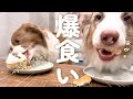 お誕生日ケーキを大喜びで爆食いする犬達が可愛すぎました🎂😂💦【ボーダーコリー・オーストラリアンシェパード】