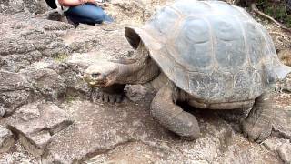 Galapagos Giant Tortoise walking.