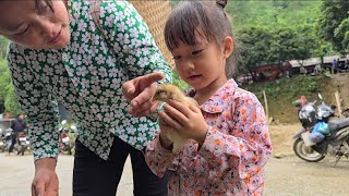 Single mother harvests Tam Hoa plums to sell - buys chickens to raise and digs up wild honey