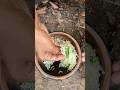 Healthy Rice 🍚🌾#viral #survival #nature #eating #villagelife #food