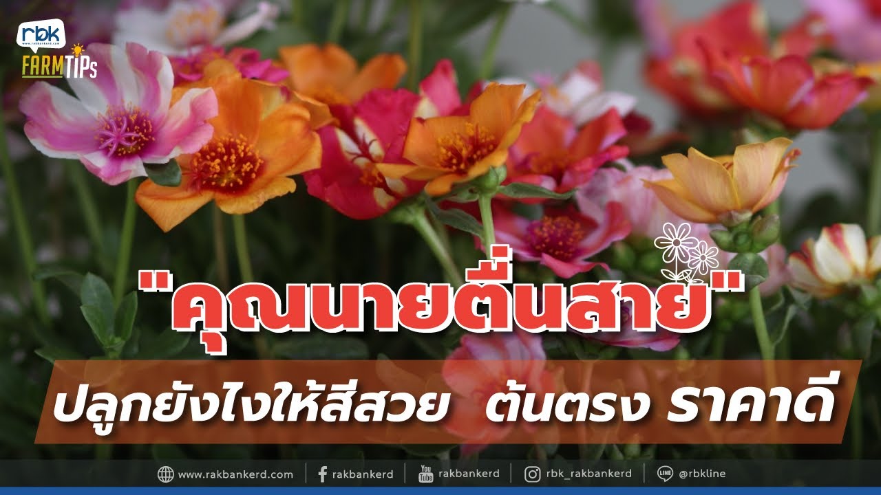 เทคนิคปลูก 