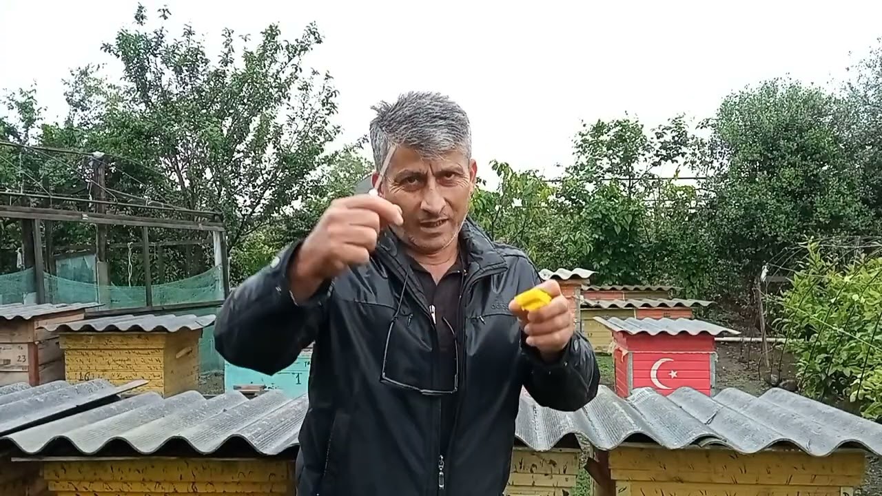 Ana arının 100  faiz qabul olunması yolu.