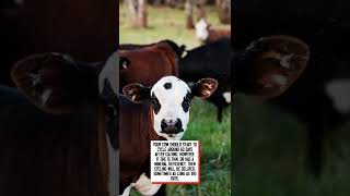 How many days after giving birth does a cow go into heat? #shorts #cattle