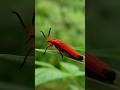 pro photography ideas 🥰🥰 #photography #nature #ideas #shorts