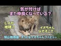 旭山動物園 気が付けばまた仲良くなってる? レイが咆哮 イオちゃんなぜそこで…【English Subtitles】 Orito & Io family