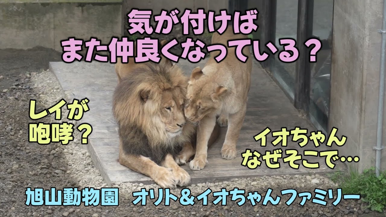 旭山動物園 気が付けばまた仲良くなってる? レイが咆哮 イオちゃんなぜそこで…【English Subtitles】 Orito & Io family