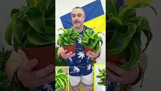 Драцена Компакта "Торнадо"Цена 225 гривен! Бронь в вайбер 0996782355 #драцена #погородний