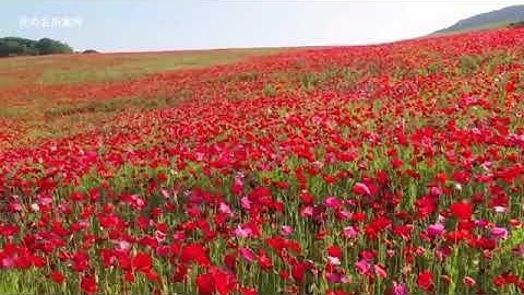 الطفل المرتل ادريس الهاشمي تلاوه في قمة الروعة لا تنسونا من الدعاء