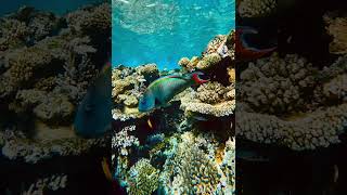 #fishphotography #oceanphotography #coralreef #parrotfish #scubadiving