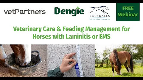 Veterinary Care & Feeding Management for Horses with Laminitis or EMS