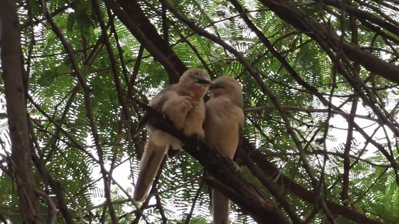 Love Bird kissing each other