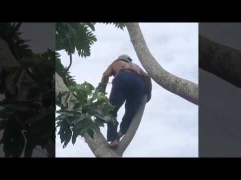 Amazing SKILL And BRAVE On Cutting Tree | PositiveLife
