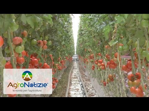 Video: Tecnologia Agricola Per La Coltivazione Di Pomodori In Una Serra