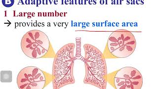 HKDSE BIO Teaching Video Ch07 Sec02