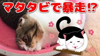 初マタタビで野生化した子猫【スコティッシュフォールド】【Scottish Fold】