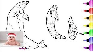 Dolphin Drawing And Coloring Pages For Kid - Sea Animal Coloring Page 175
