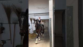 He’s so tall 😳🐴 #equestrian #horse #horseriding