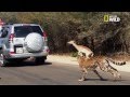 Un impala se cache dans une voiture