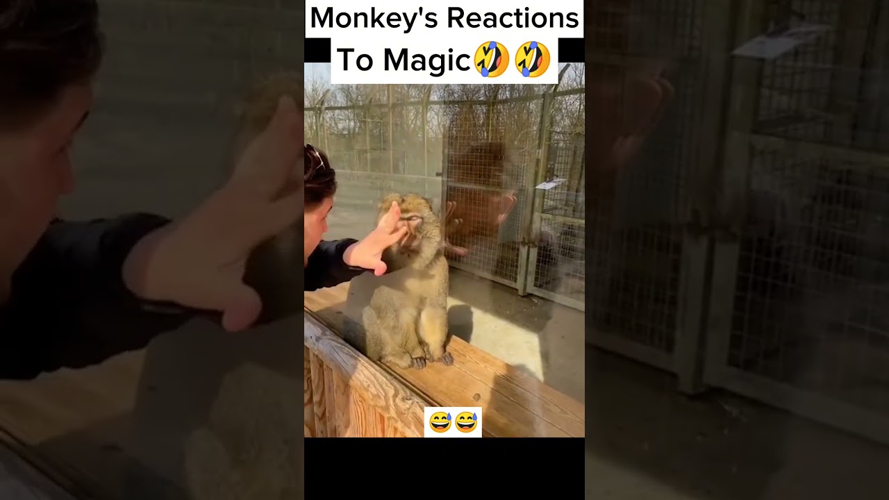 Monkey's Reaction On Magic ✨ Monkey Funny Videos 