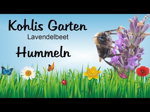 Hummeln im Lavendelbeet in Kohlis Garten (Sommer 2023)
