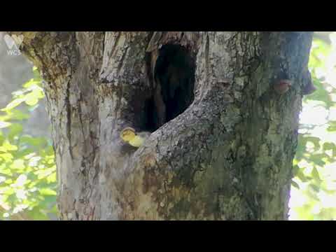 White-winged Duck Chicks | WCS Cambodia - White-winged Duck Chicks | WCS Cambodia