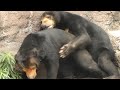 マレーグマのカップル【天王寺動物園】