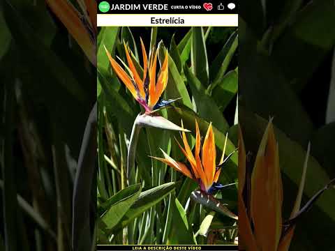 Vídeo: Strelitzia Bird Of Paradise – Condições de cultivo para flores Bird Of Paradise