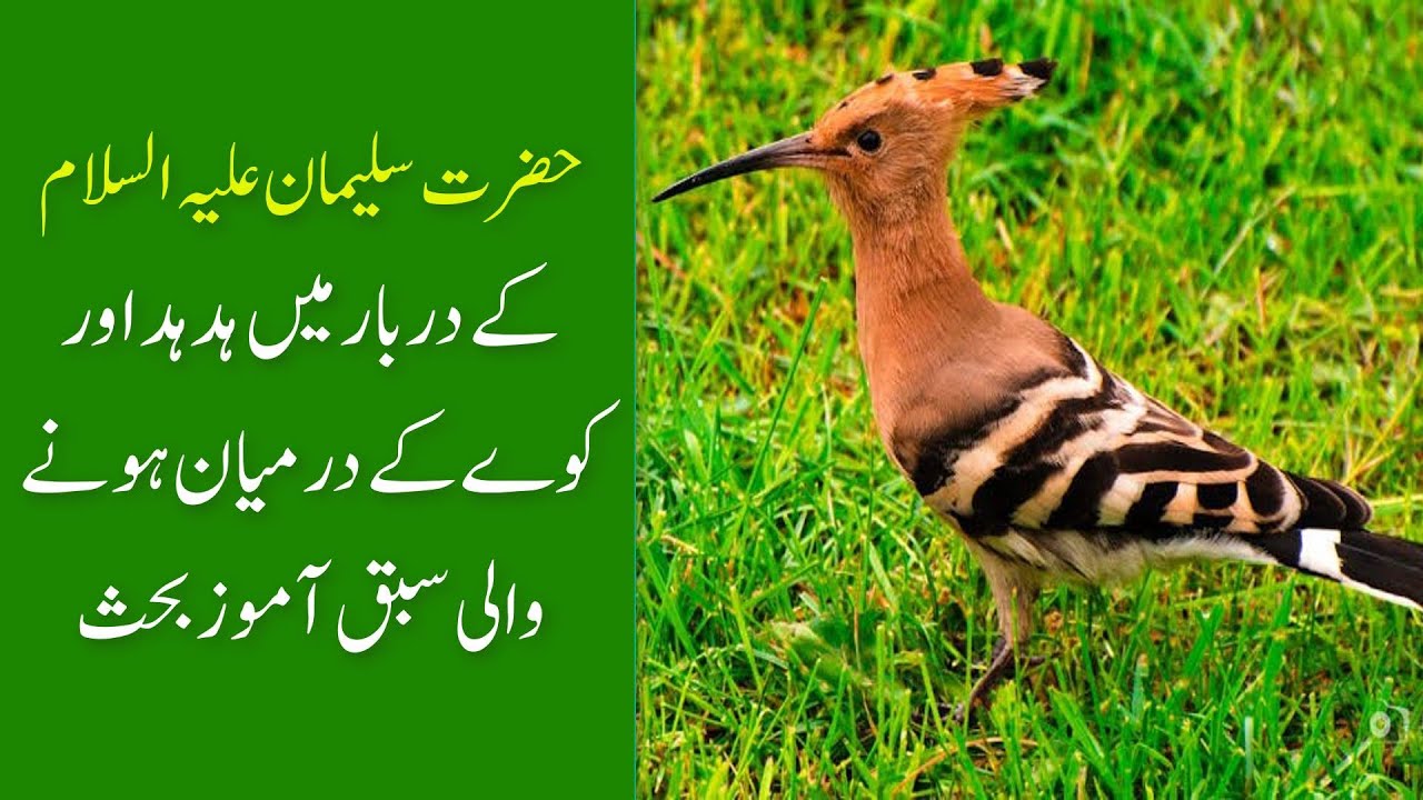 حضرت سلیمان علیھ السلام کے دربار میں ہدہد اور کوے کے درمیان ہونے والی ...