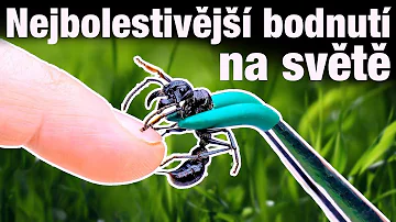 Jaké jsou mravenci při lovu brouků?