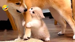 Funny Dogs And Cats Videos 2024 😅 - Best Funniest Animal Videos #38